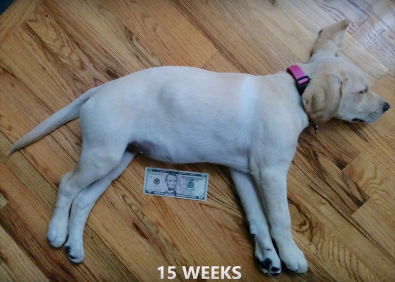 ラブラドールレトリーバー,大きさ