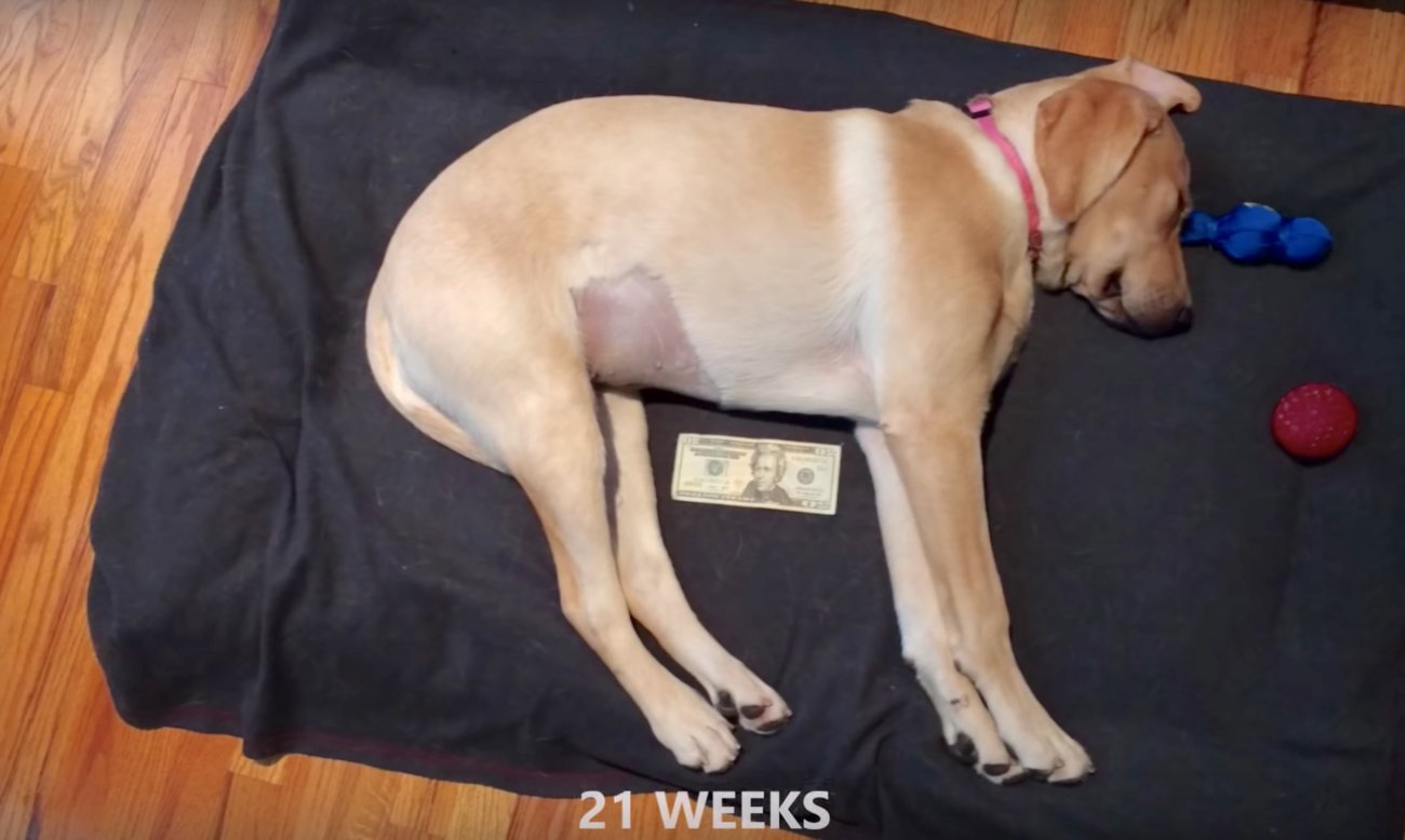 ラブラドールレトリーバー,大きさ