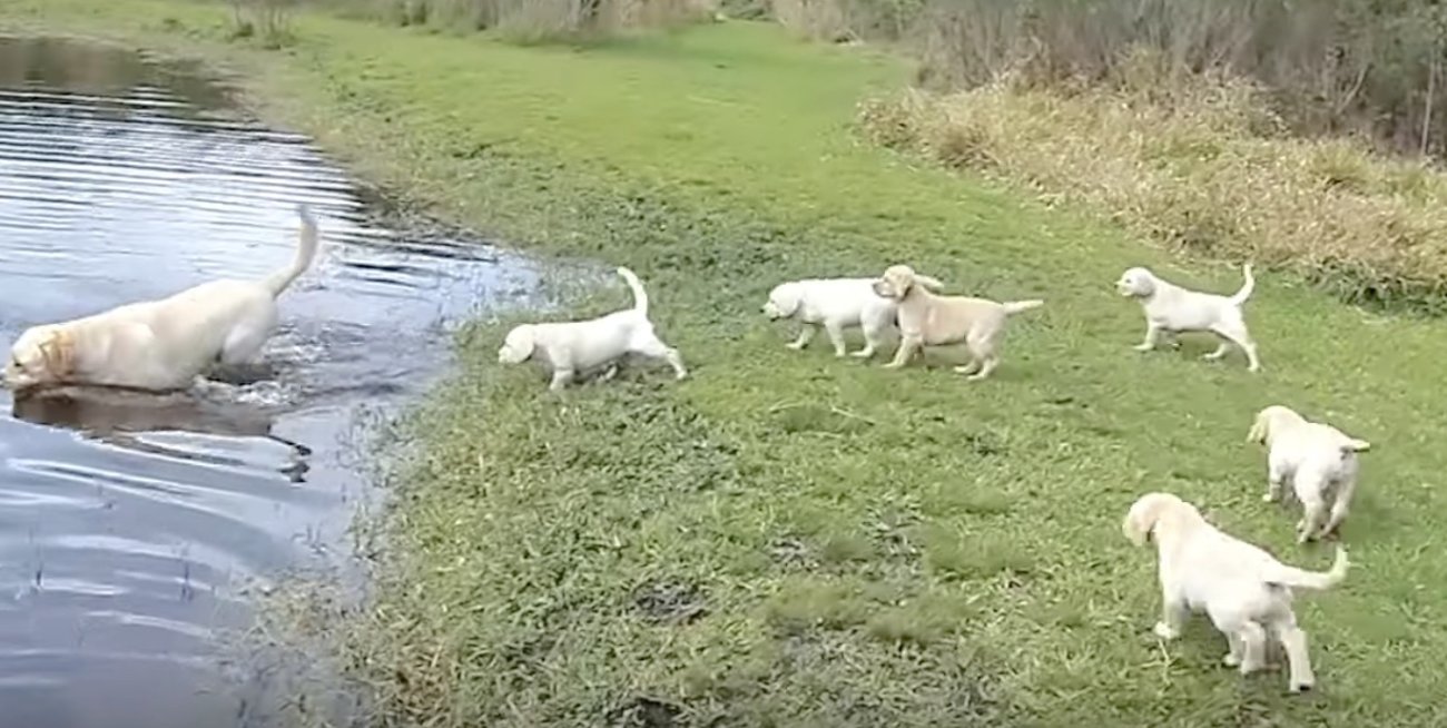 ラブラドール,泳ぐ