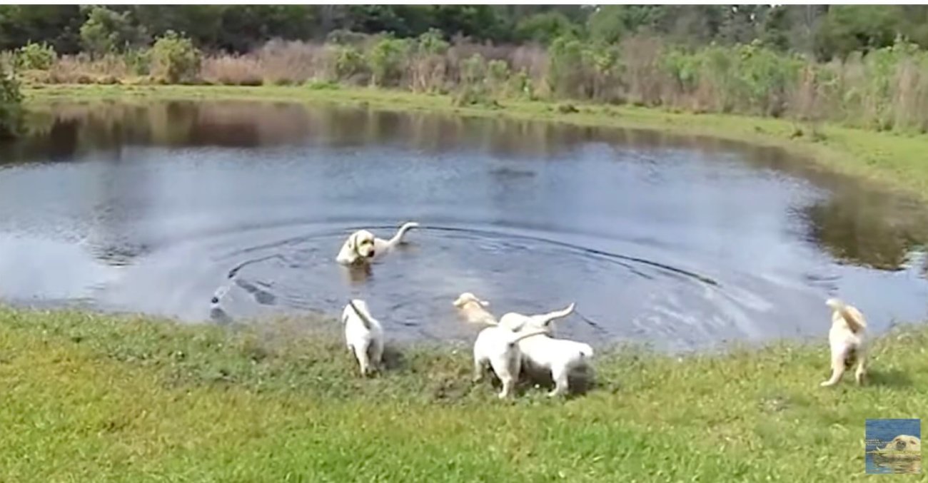 ラブラドール,泳ぐ