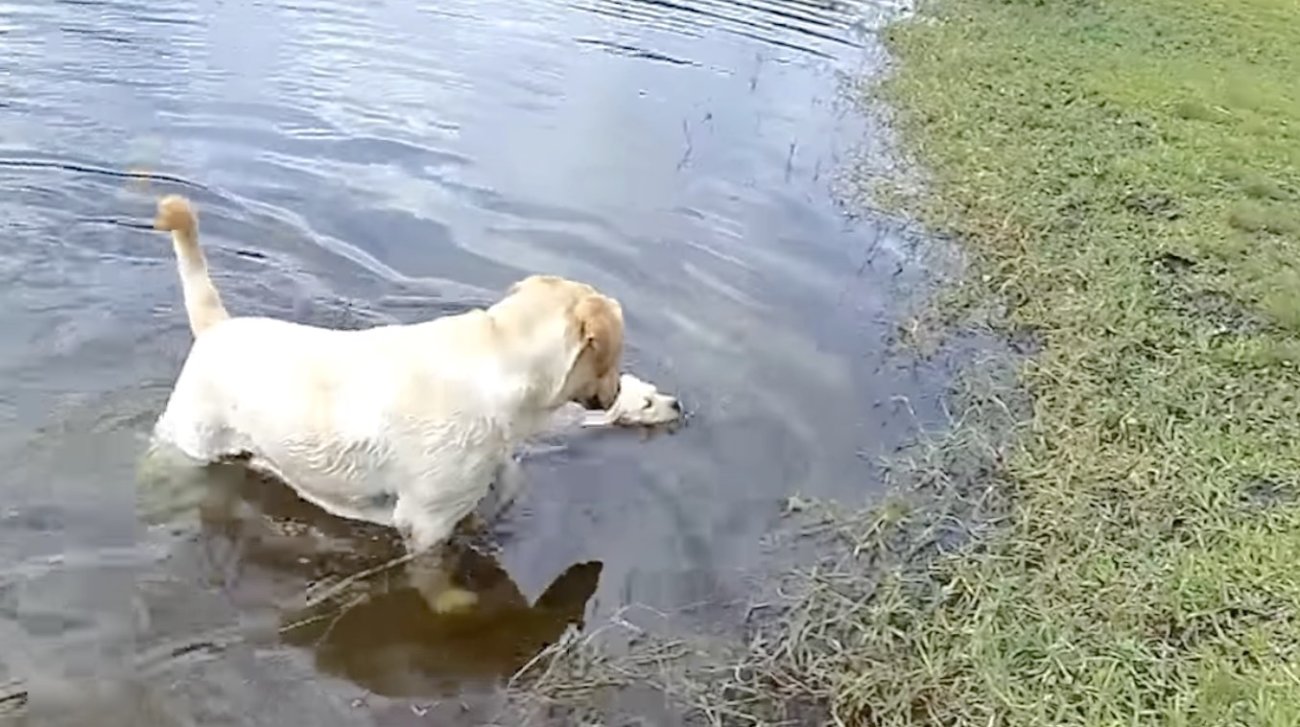 ラブラドール,泳ぐ