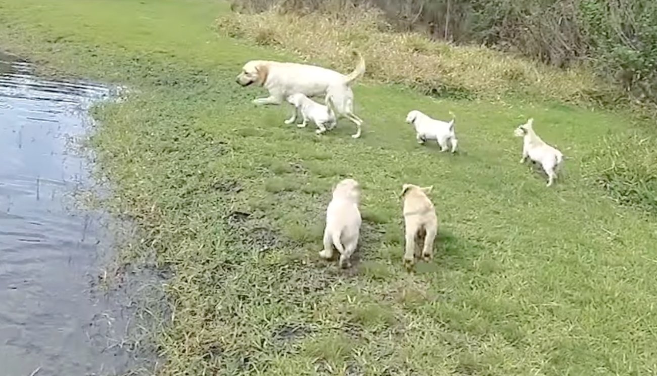 ラブラドール,泳ぐ