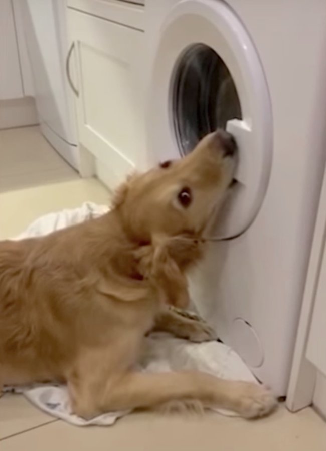 ゴールデンレトリーバー,動画