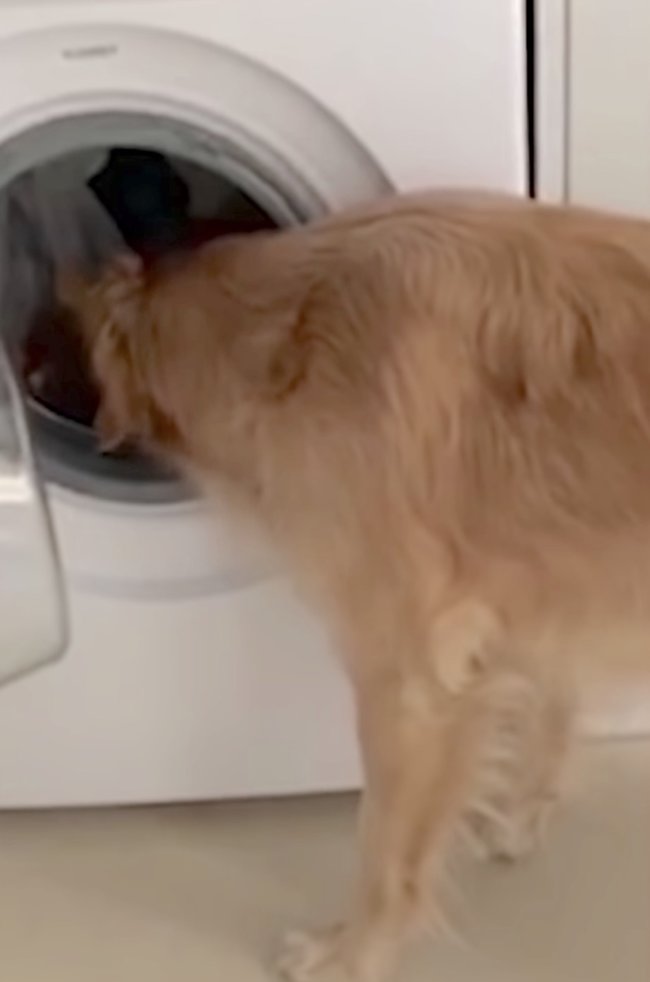 ゴールデンレトリーバー,動画