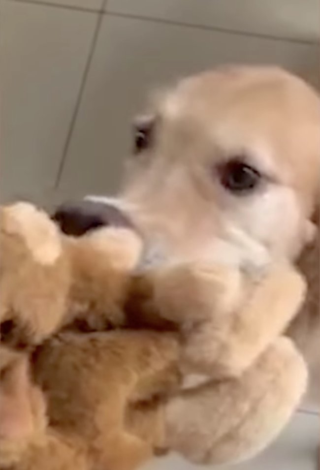 ゴールデンレトリーバー,動画