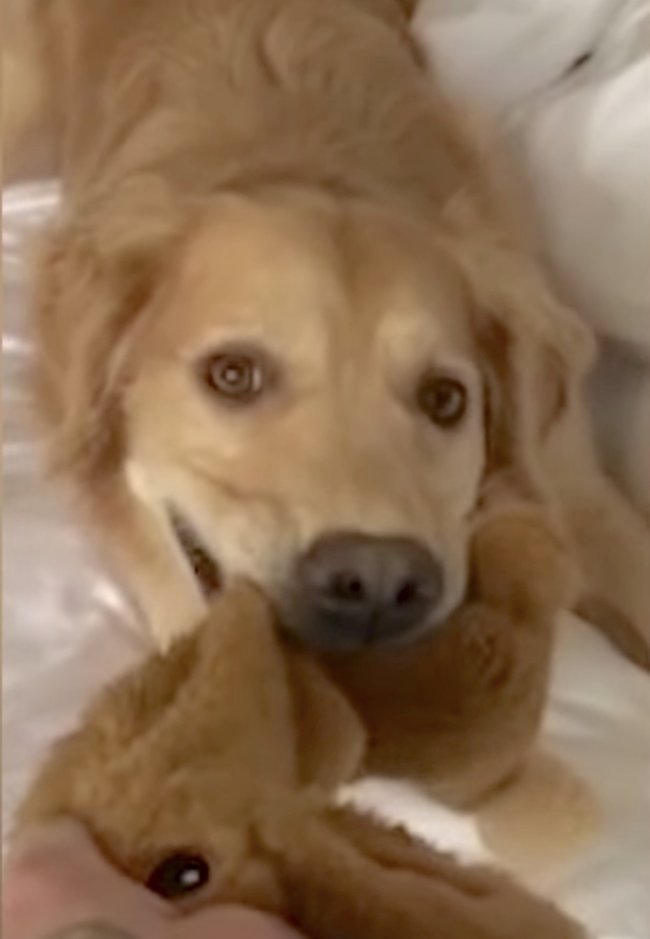 ゴールデンレトリーバー,動画