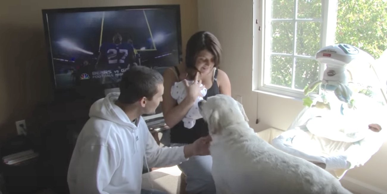 ラブラドールレトリーバー,赤ちゃん