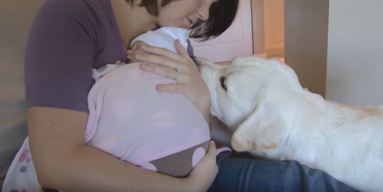 ラブラドールレトリーバー,赤ちゃん