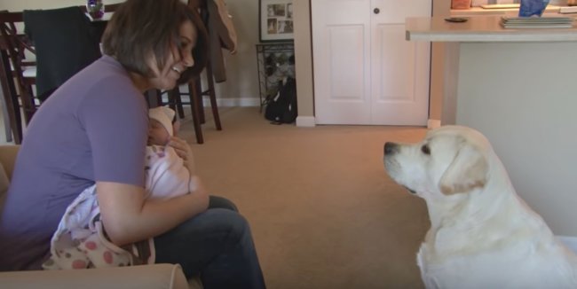 ラブラドールレトリーバー,赤ちゃん