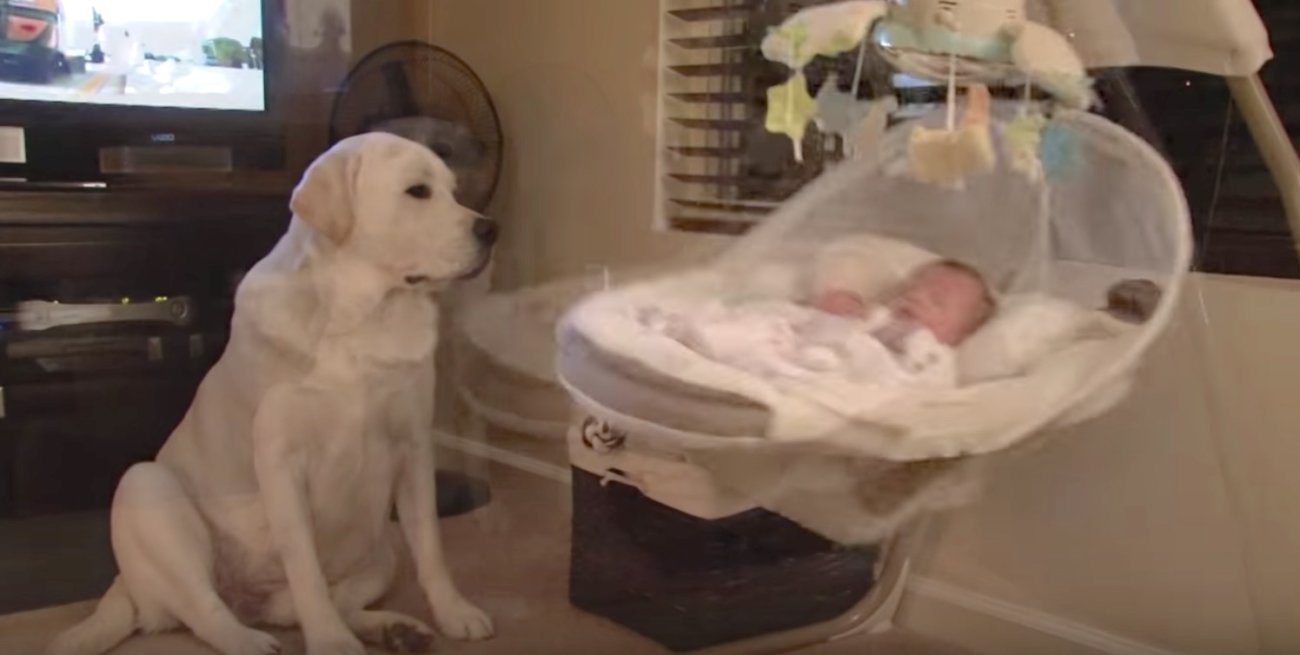 ラブラドールレトリーバー,赤ちゃん