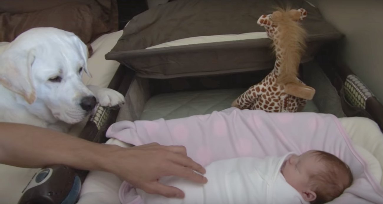 ラブラドールレトリーバー,赤ちゃん