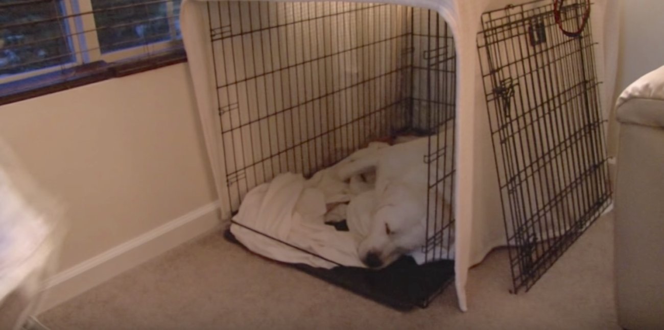 ラブラドールレトリーバー,赤ちゃん