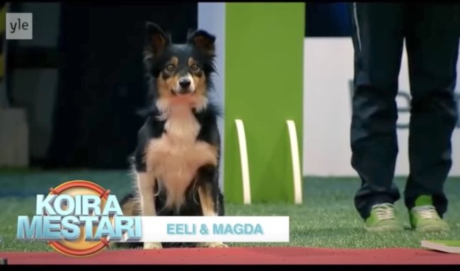 ゴールデンレトリーバー,動画