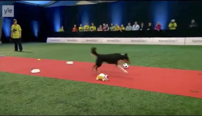 ゴールデンレトリーバー,動画