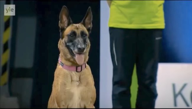 ゴールデンレトリーバー,動画