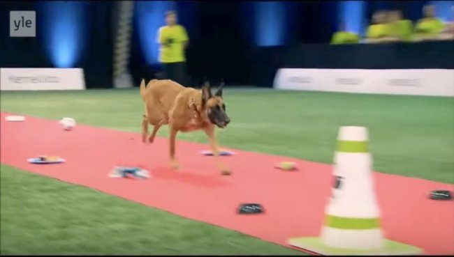 ゴールデンレトリーバー,動画