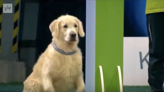 ゴールデンレトリーバー,動画