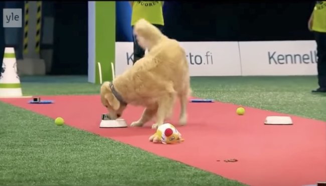 ゴールデンレトリーバー,動画