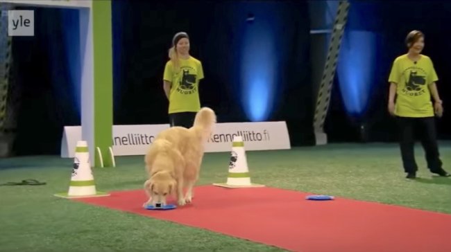 ゴールデンレトリーバー,動画