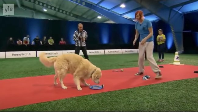 ゴールデンレトリーバー,動画