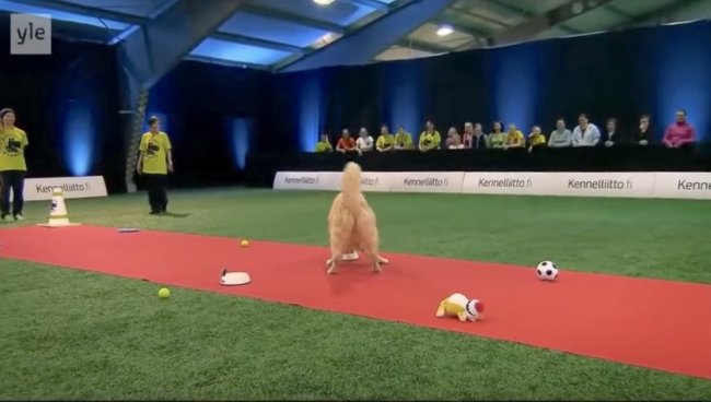 ゴールデンレトリーバー,動画