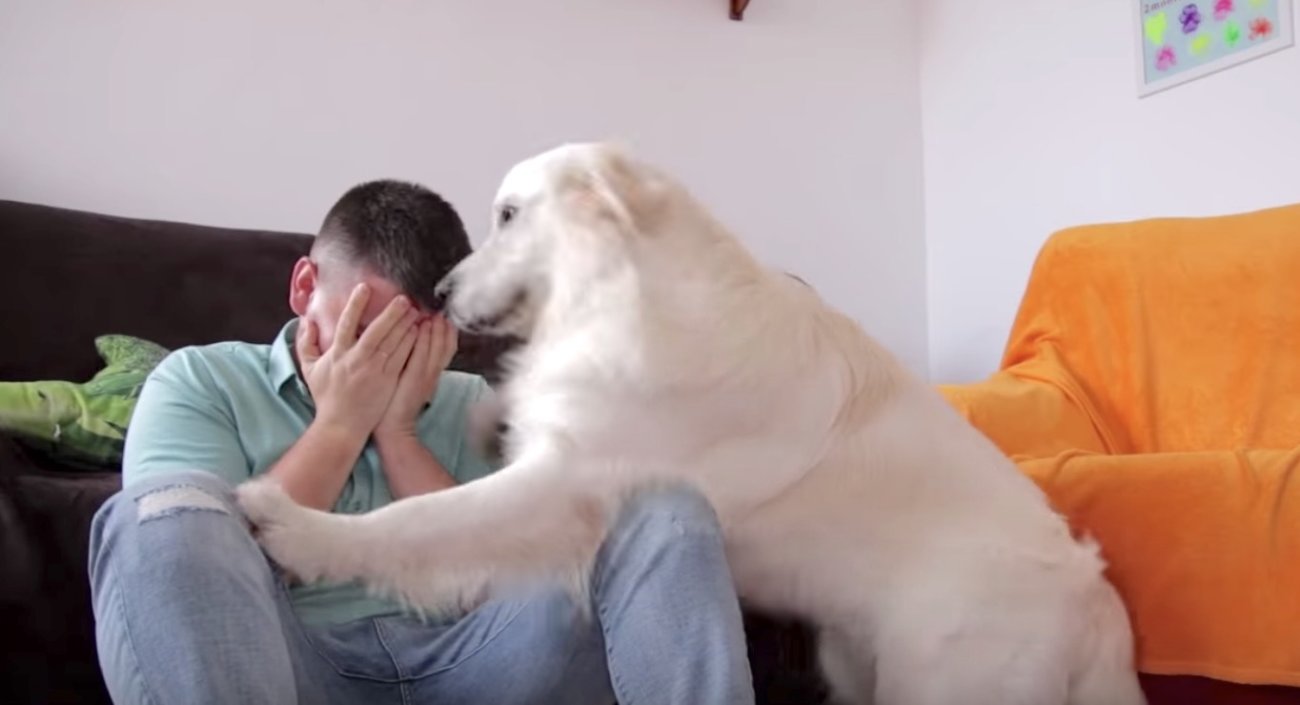 ゴールデンレトリーバー,泣く