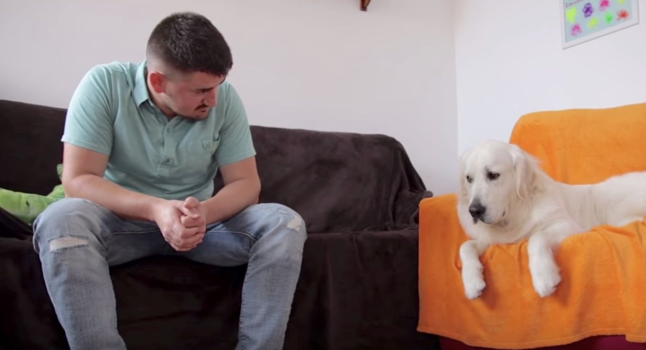 ゴールデンレトリーバー,泣く