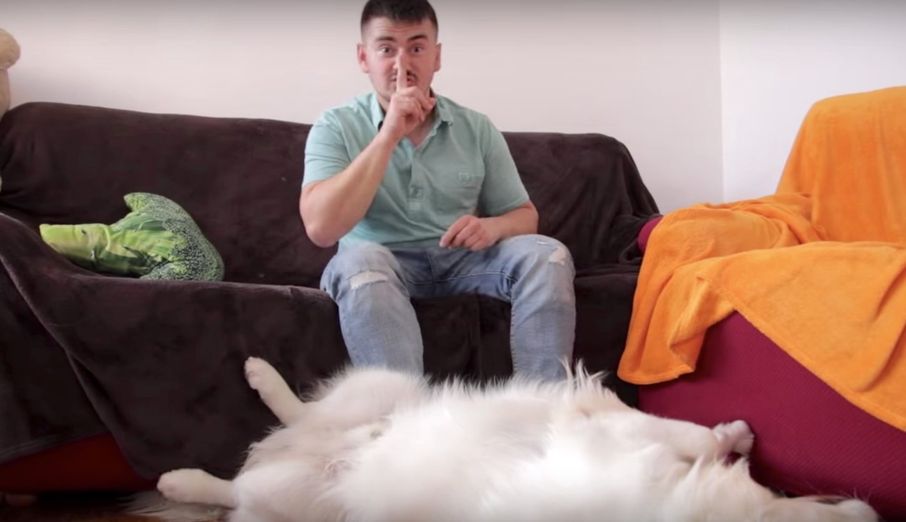 ゴールデンレトリーバー,泣く