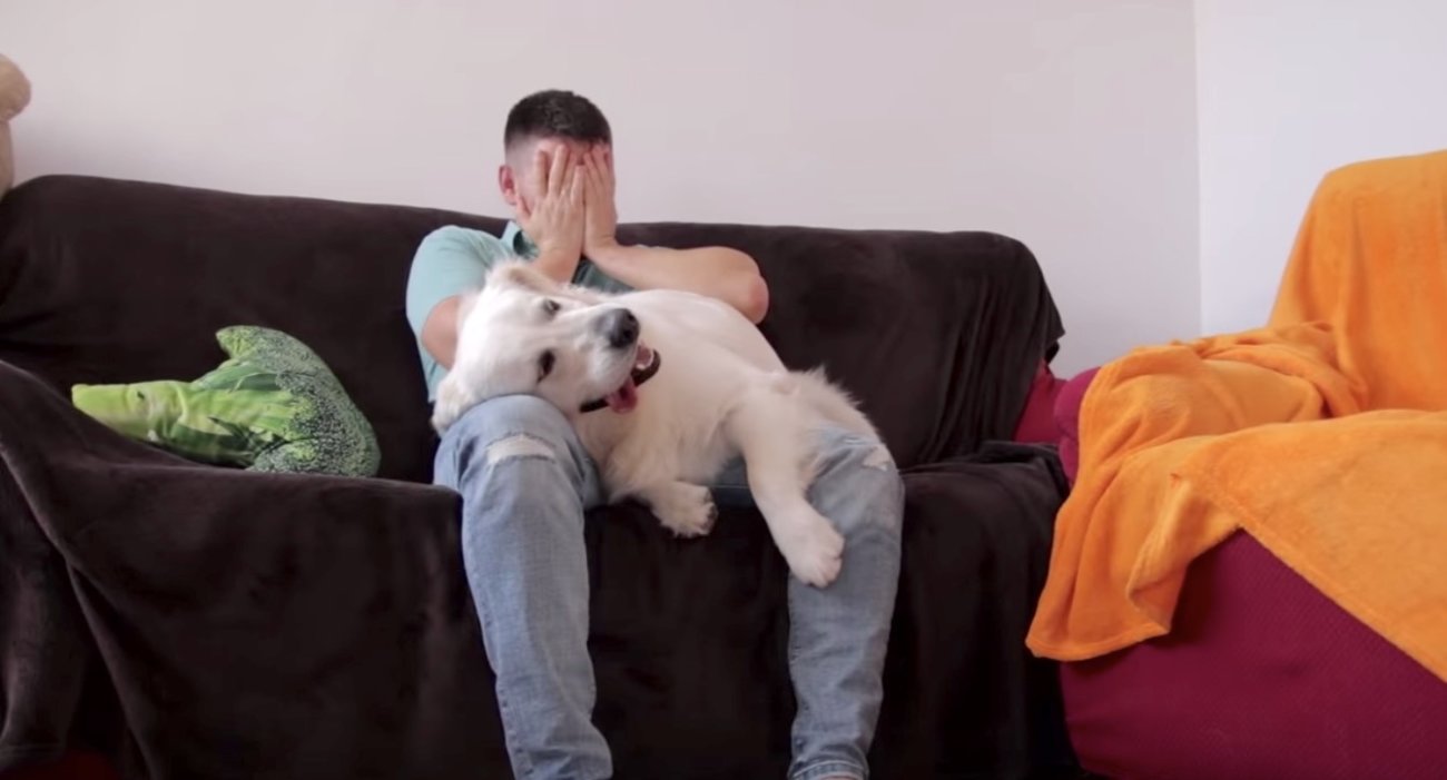 ゴールデンレトリーバー,泣く