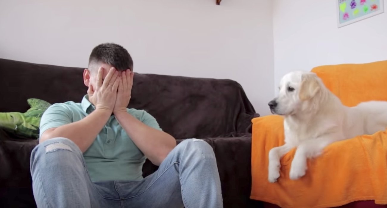 ゴールデンレトリーバー,泣く