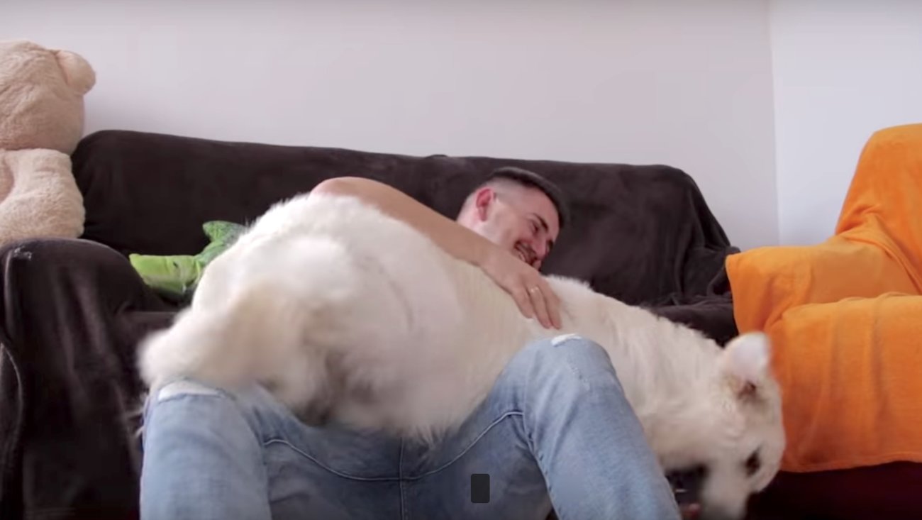 ゴールデンレトリーバー,泣く