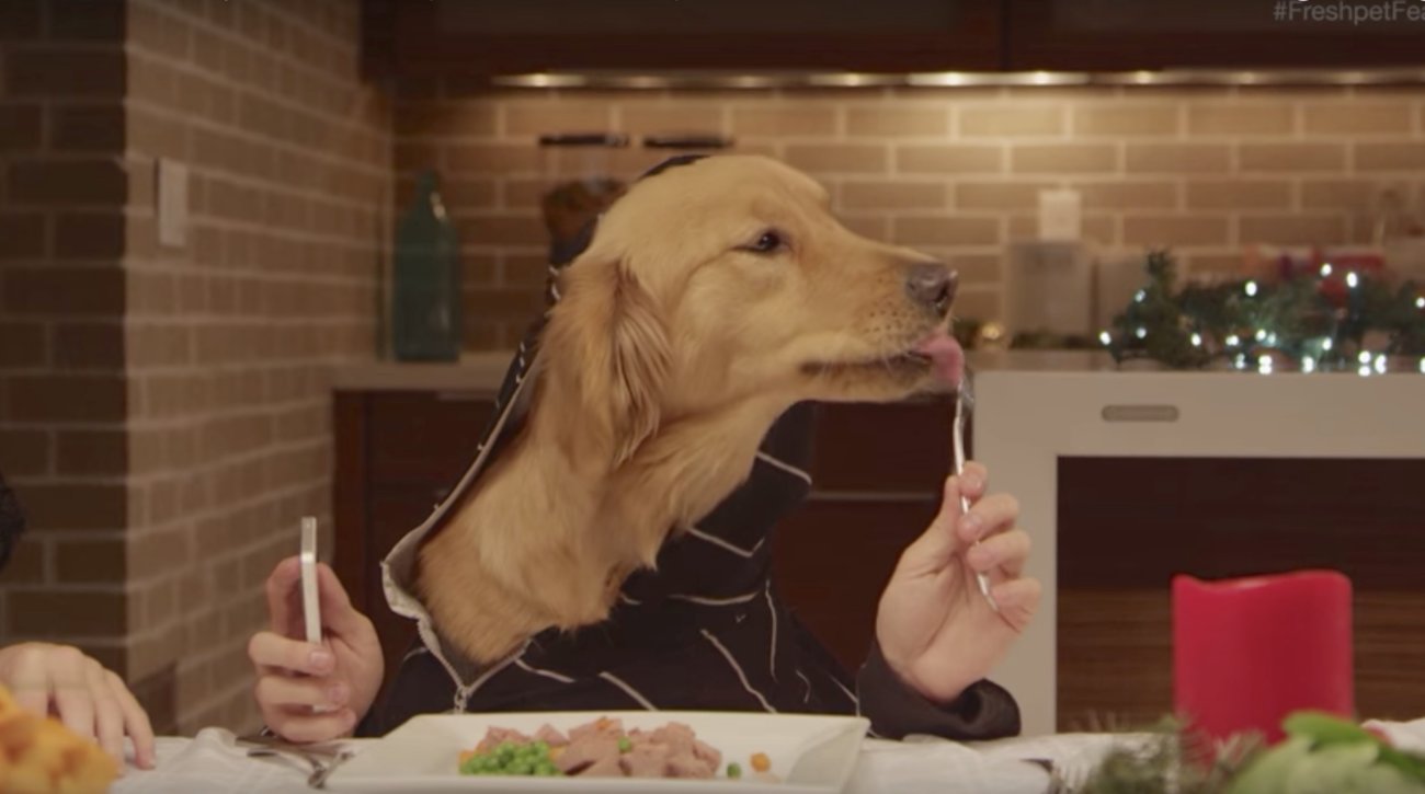 レトリーバー,cm