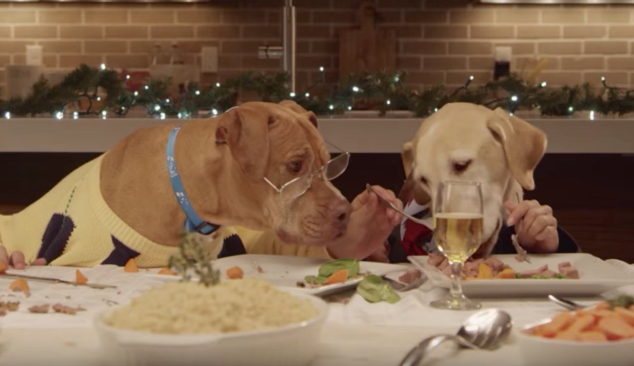 レトリーバー,cm