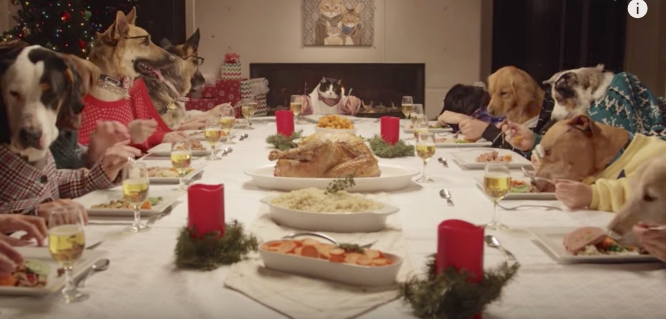 レトリーバー,cm