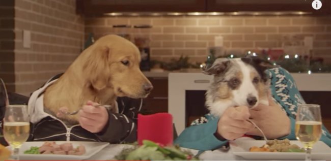 レトリーバー,cm