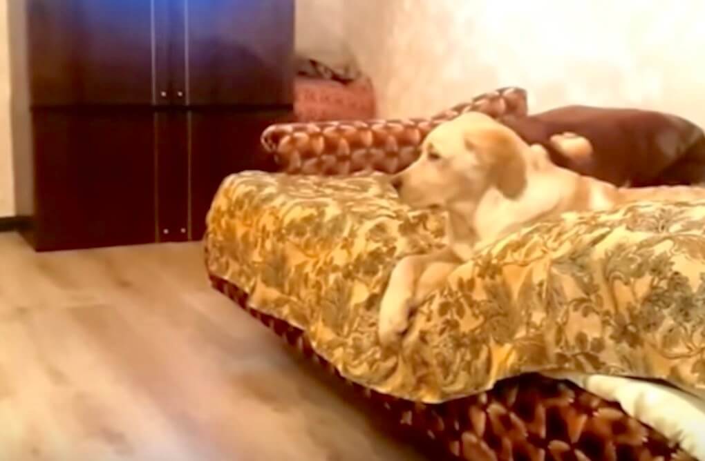 ラブラドールレトリーバー,だらしない