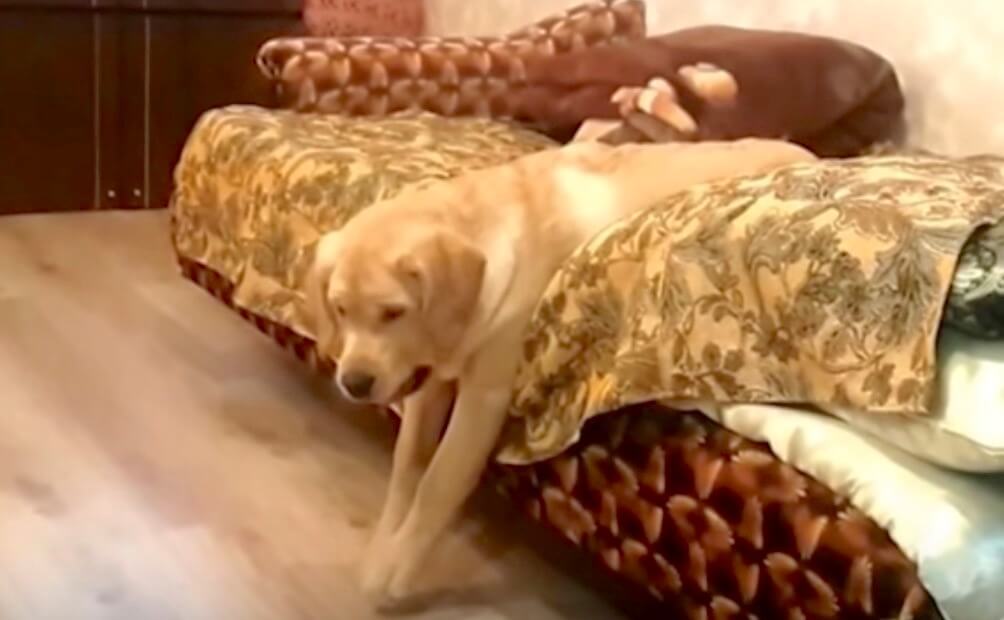 ラブラドールレトリーバー,だらしない