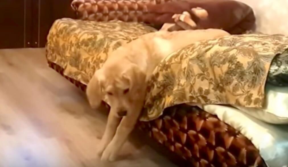 ラブラドールレトリーバー,だらしない