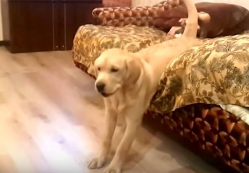 ラブラドールレトリーバー,だらしない