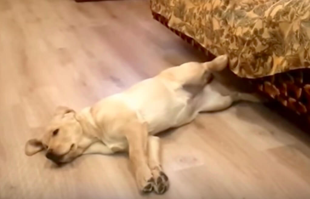 ラブラドールレトリーバー,だらしない