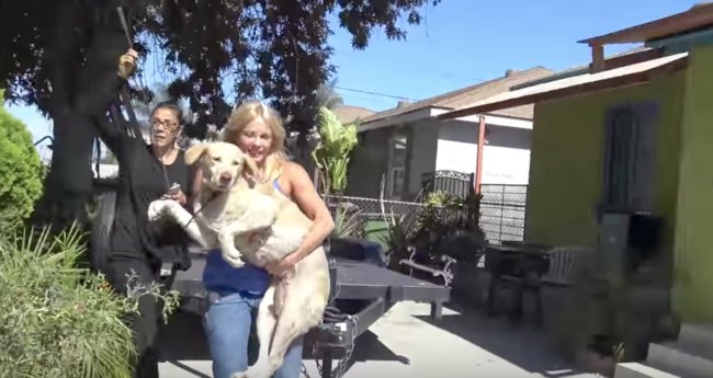 ラブラドールレトリーバー,救助