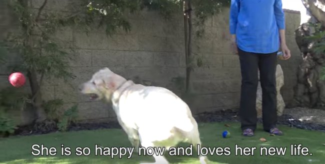 ラブラドールレトリーバー,救助