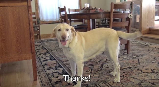 ラブラドールレトリーバー,救助