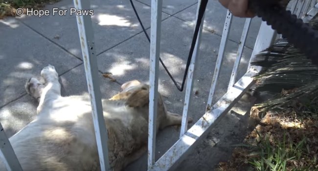 ラブラドールレトリーバー,救助