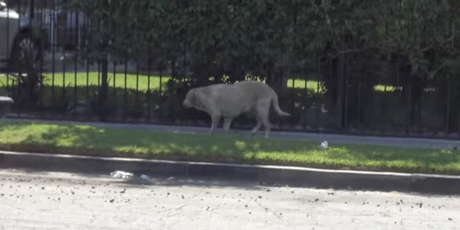 ラブラドールレトリーバー,救助