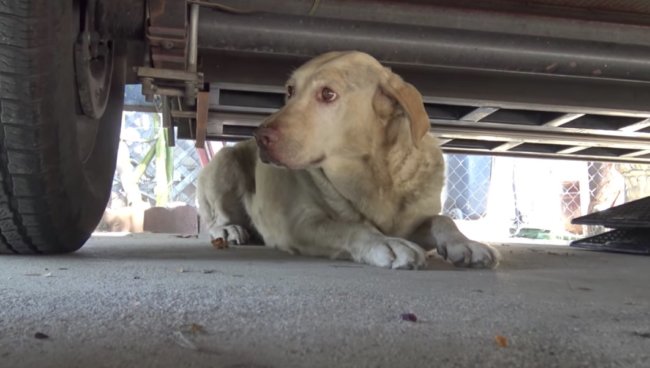 ラブラドールレトリーバー,救助