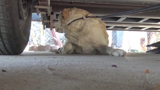 ラブラドールレトリーバー,救助