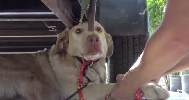 ラブラドールレトリーバー,救助