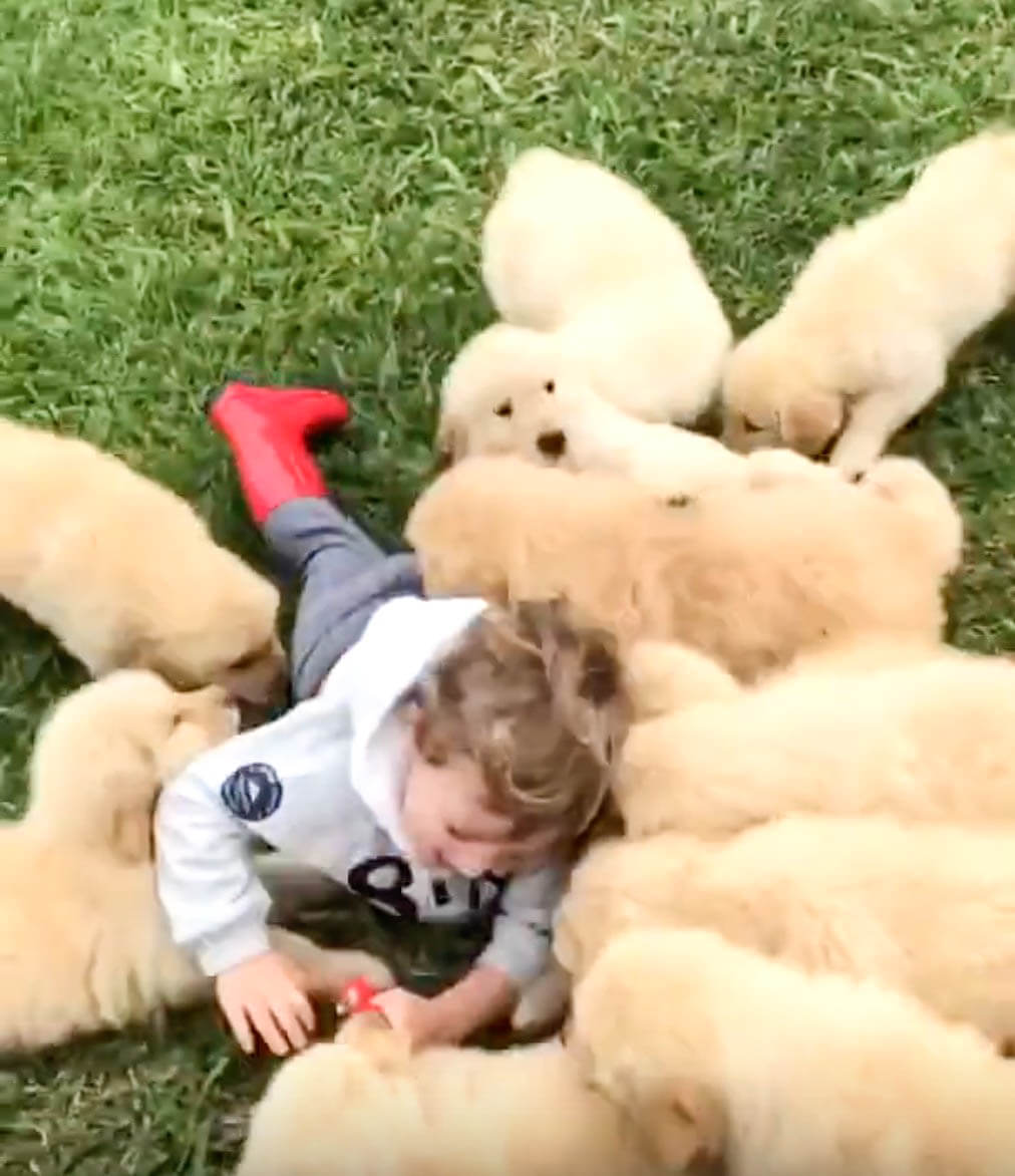 ゴールデンレトリーバー,動画