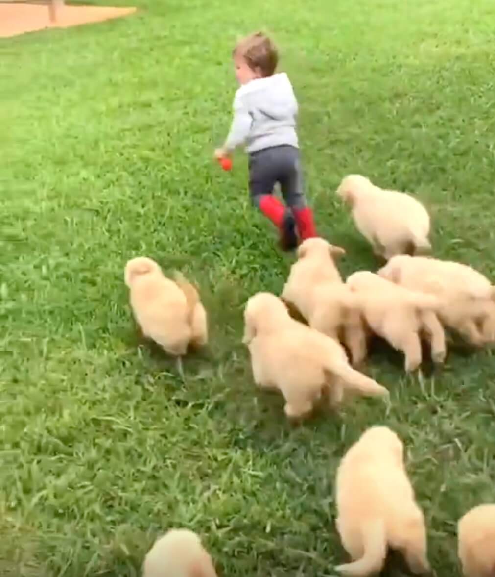 ゴールデンレトリーバー,動画